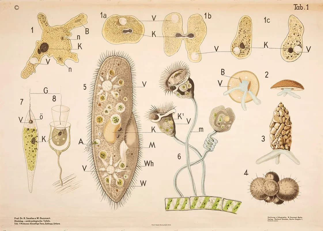 Protozoa Single Celled Organisms Wall Art by W. Gummert - High-Resolution Digital Print