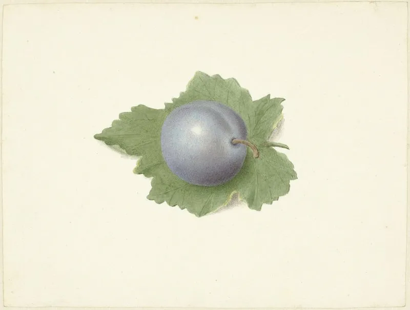 Pruim Op Een Blad Wall Art by Elisabeth Geertruida van de Kasteele - High-Resolution Digital Print
