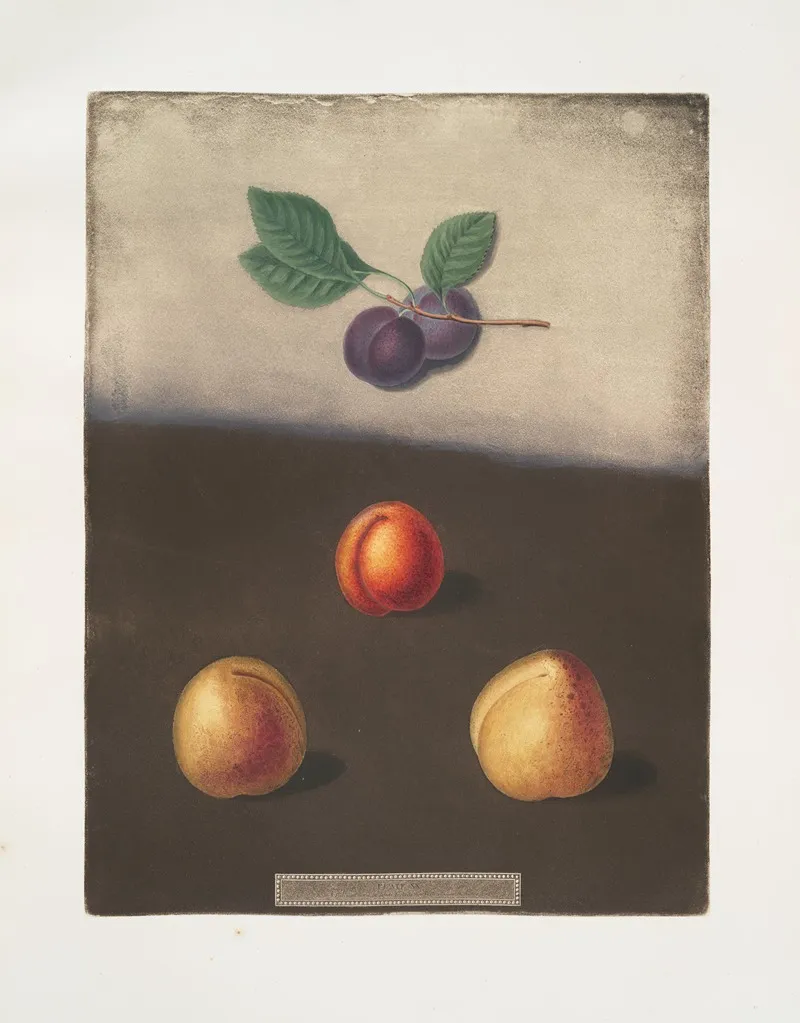 Prune Common And White Damson And The White Imperatrice Plums Wall Art by George Brookshaw - High-Resolution Digital Print