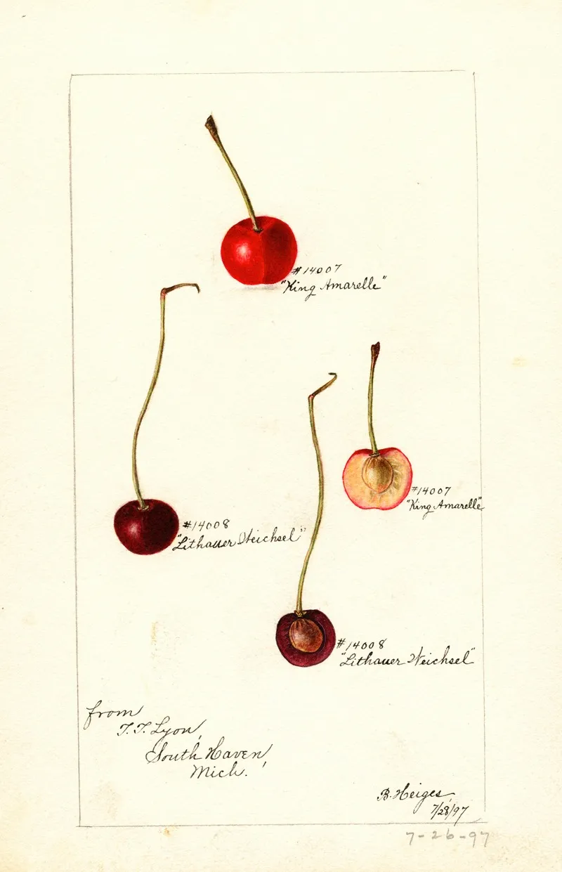 Prunus Avium 2 Wall Art by Bertha Heiges - High-Resolution Digital Print