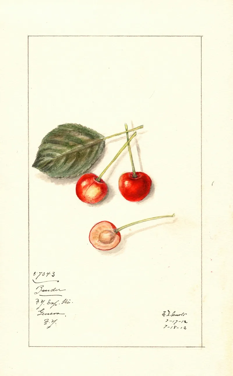 Prunus Avium Bender Wall Art by Mary Daisy Arnold - High-Resolution Digital Print