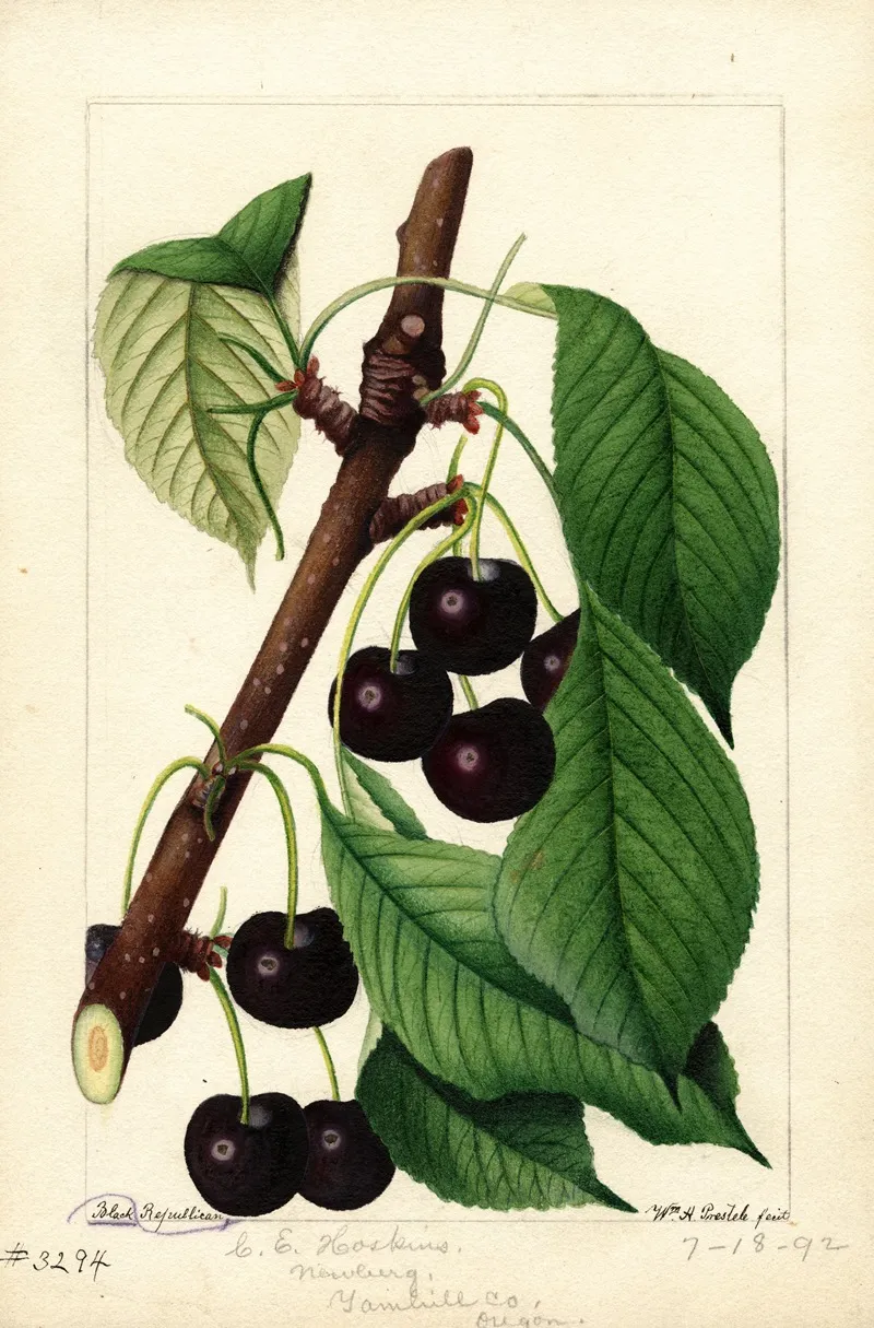 Prunus Avium Black Republican Wall Art by William Henry Prestele - High-Resolution Digital Print