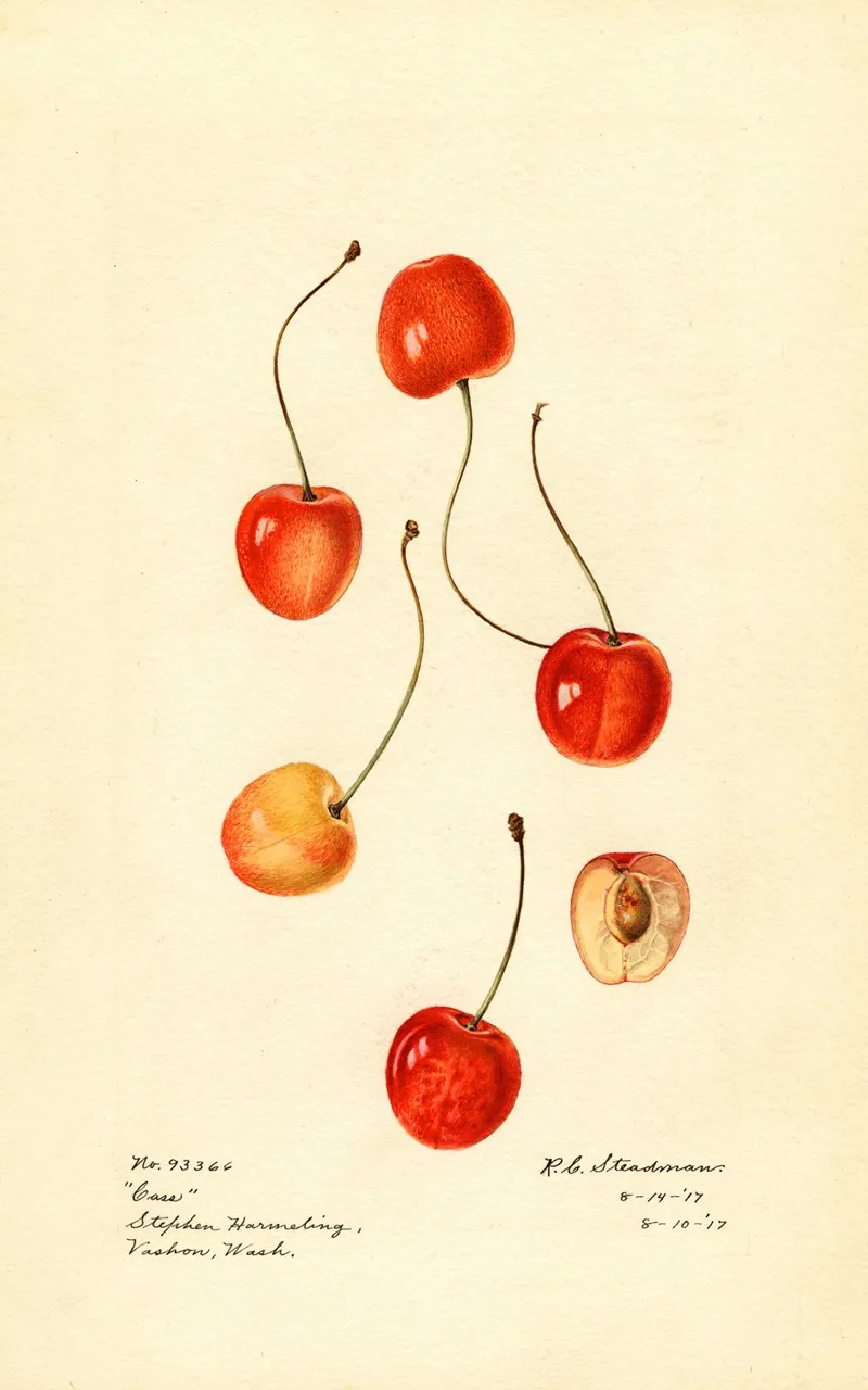 Prunus Avium Cass Wall Art by Royal Charles Steadman - High-Resolution Digital Print