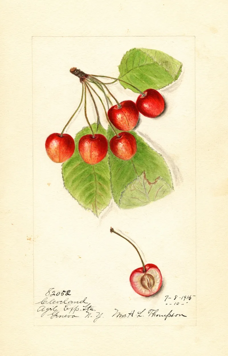 Prunus Avium Cleveland Wall Art by Harriet L. Thompson - High-Resolution Digital Print