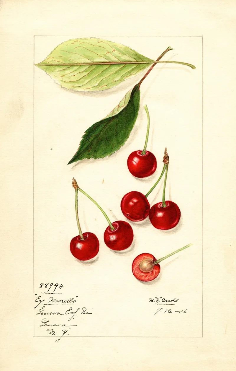 Prunus Avium Early Morello Wall Art by Mary Daisy Arnold - High-Resolution Digital Print