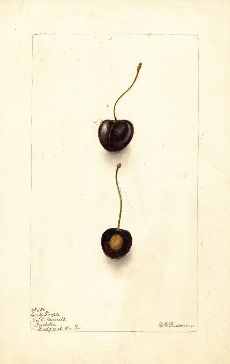 Prunus Avium Early Purple Wall Art by Deborah Griscom Passmore - High-Resolution Digital Print