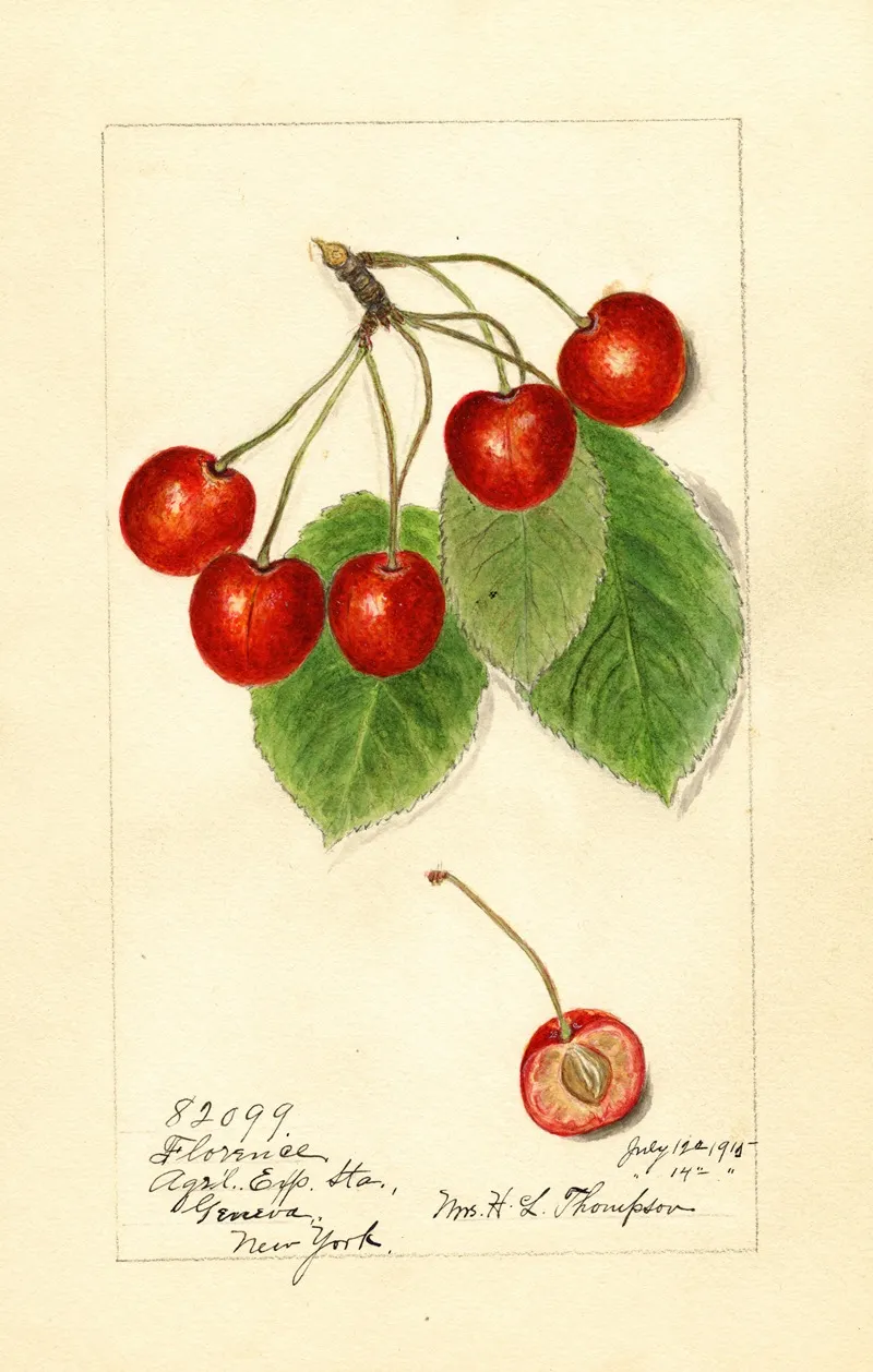 Prunus Avium Florence Wall Art by Harriet L. Thompson - High-Resolution Digital Print