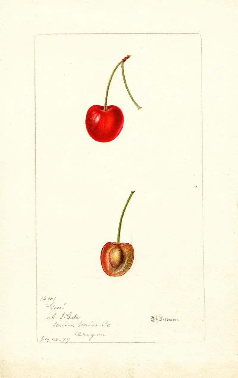 Prunus Avium Geer Wall Art by Deborah Griscom Passmore - High-Resolution Digital Print