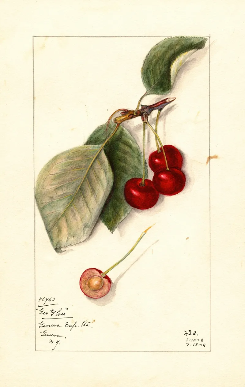 Prunus Avium George Glass Wall Art by Mary Daisy Arnold - High-Resolution Digital Print
