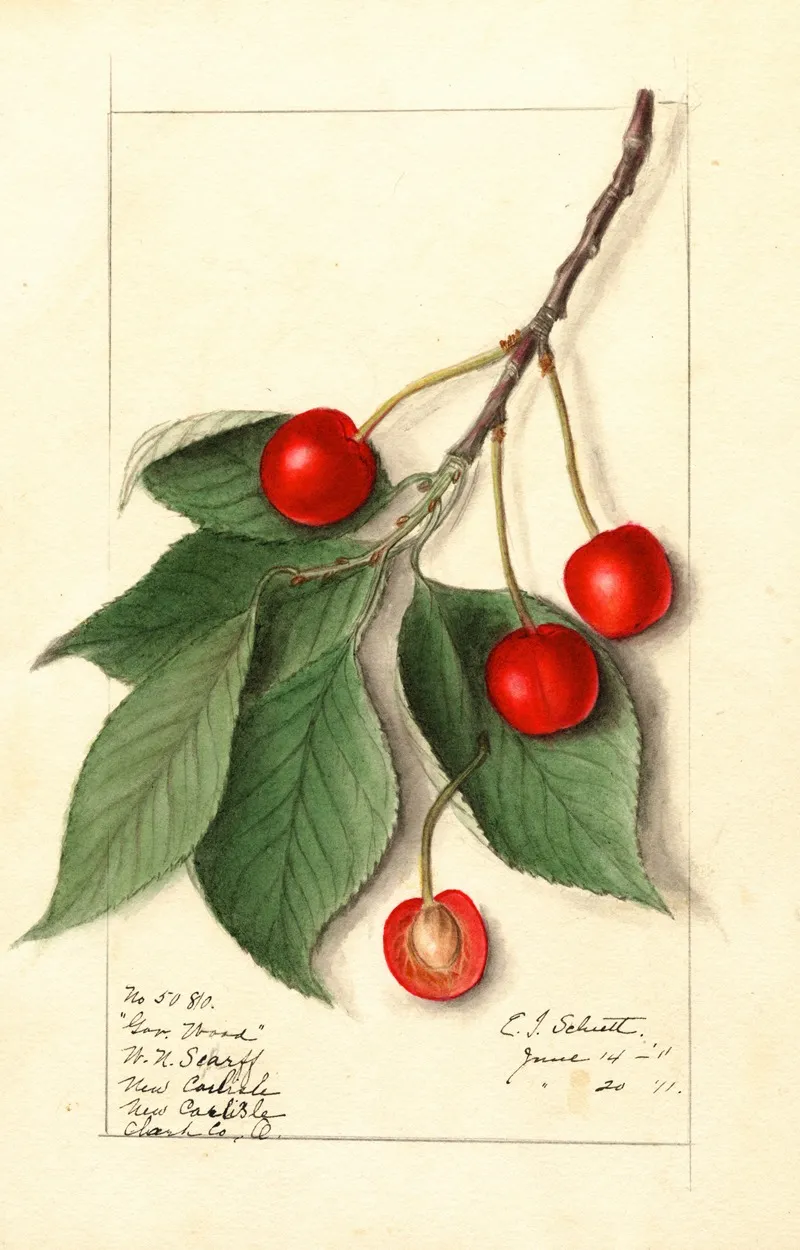 Prunus Avium Govenor Wood Wall Art by Ellen Isham Schutt - High-Resolution Digital Print