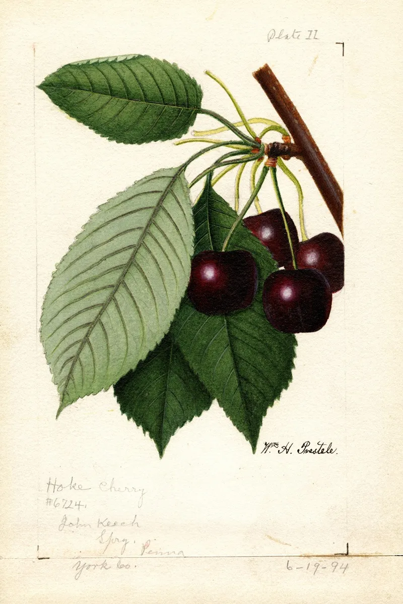 Prunus Avium Hoke Wall Art by William Henry Prestele - High-Resolution Digital Print