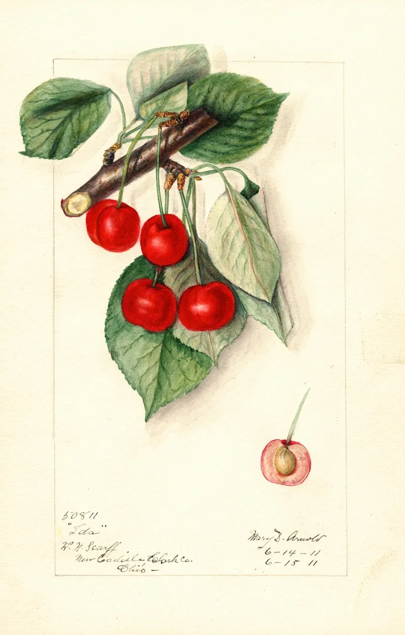 Prunus Avium Ida 2 Wall Art by Mary Daisy Arnold - High-Resolution Digital Print
