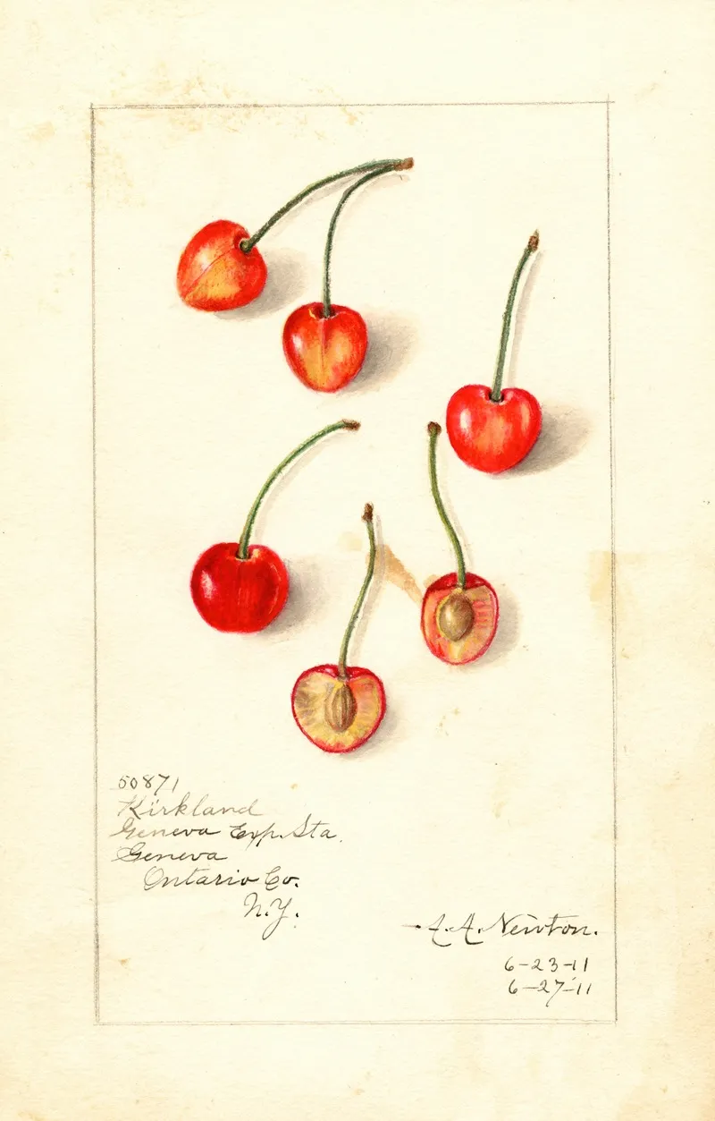Prunus Avium Kirkland Wall Art by Amanda Almira Newton - High-Resolution Digital Print