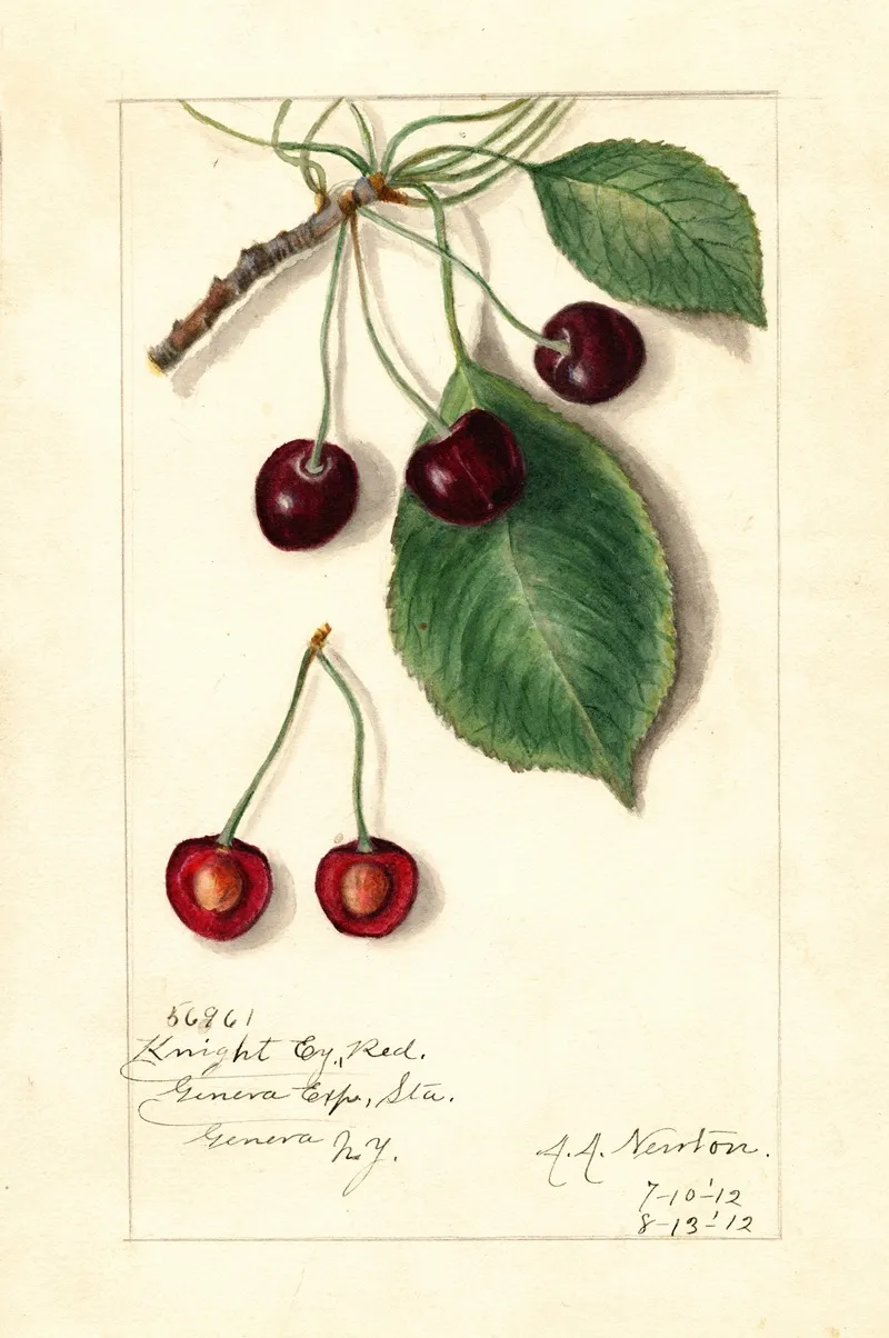 Prunus Avium Knight Early Red Wall Art by Amanda Almira Newton - High-Resolution Digital Print