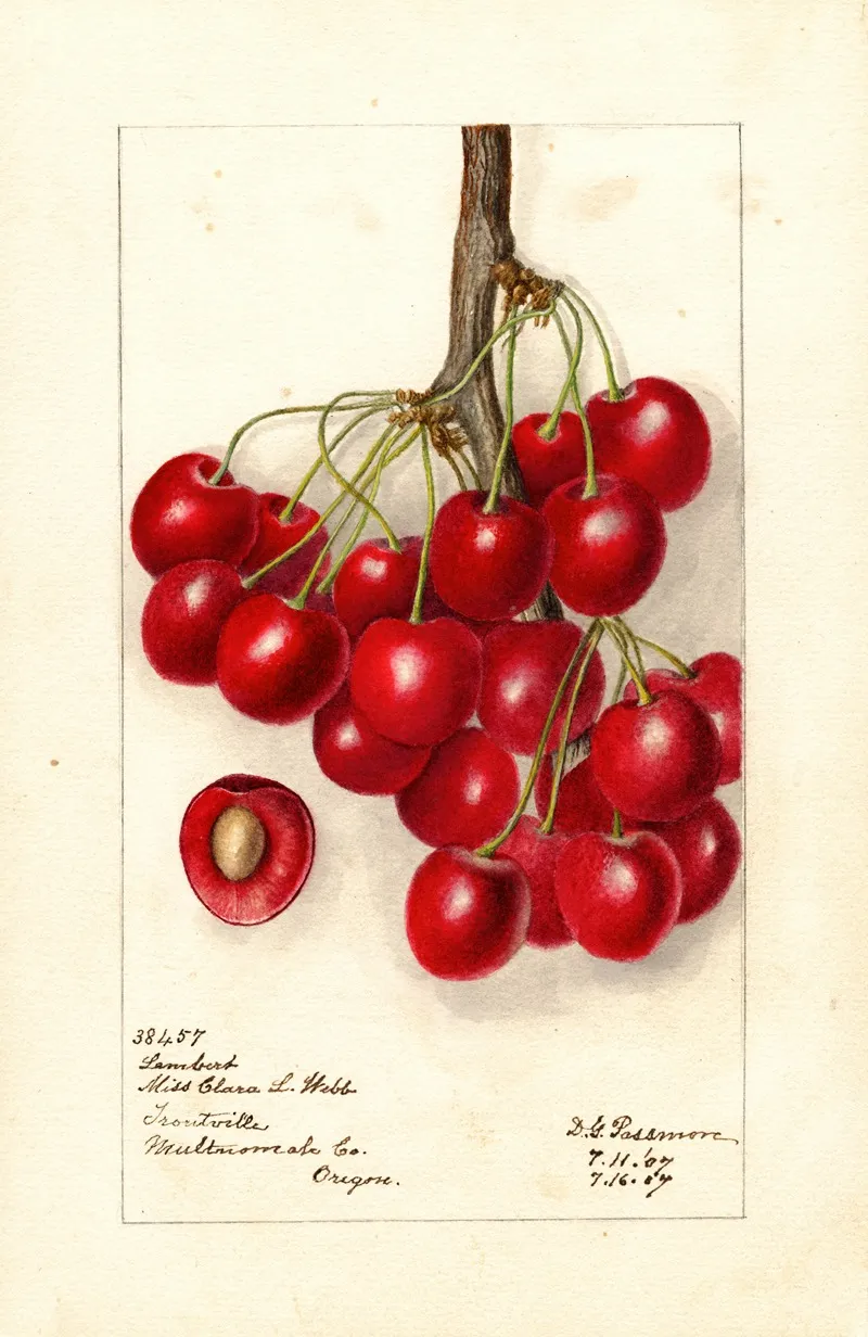 Prunus Avium Lambert Wall Art by Deborah Griscom Passmore - High-Resolution Digital Print