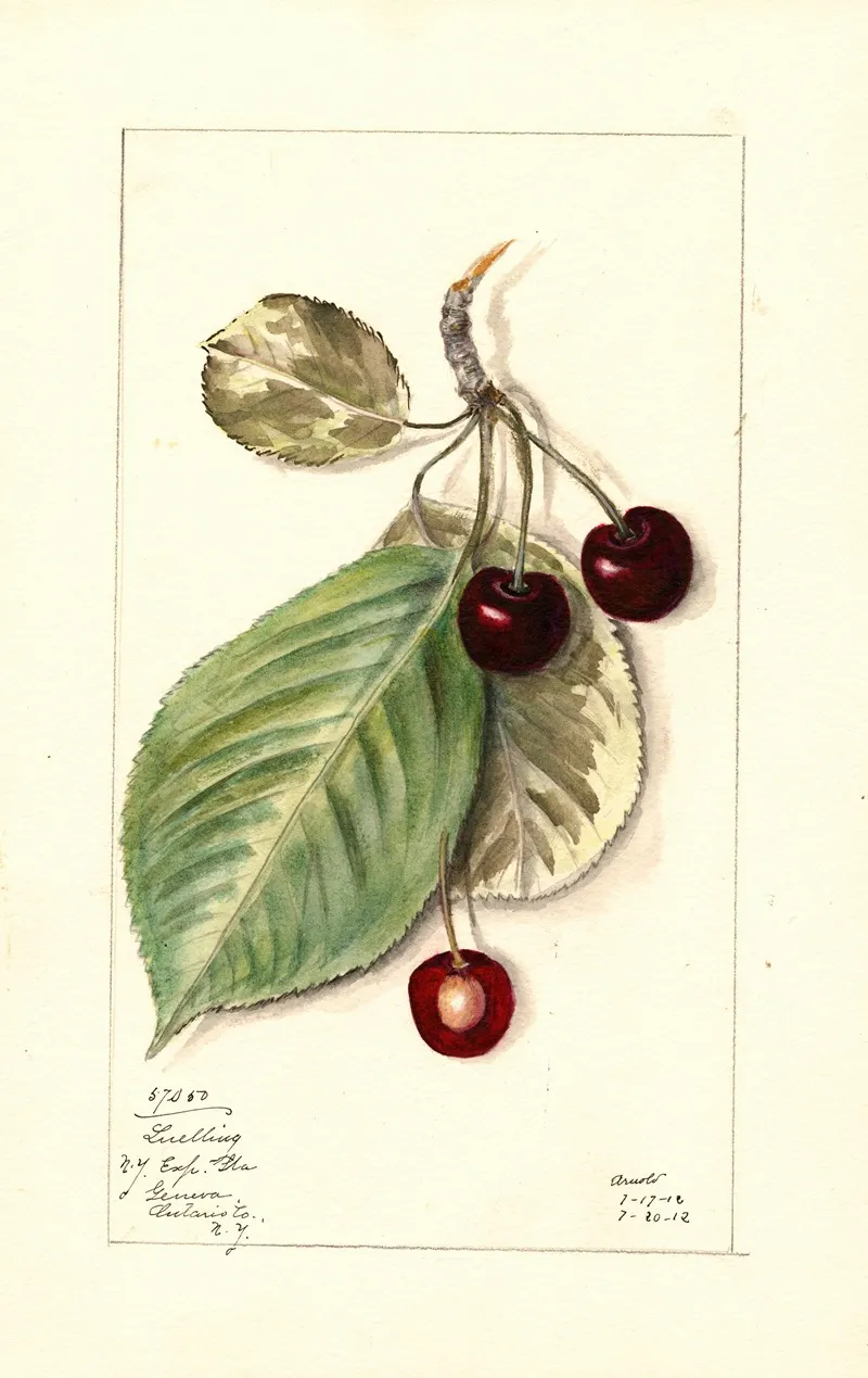 Prunus Avium Luelling Wall Art by Mary Daisy Arnold - High-Resolution Digital Print