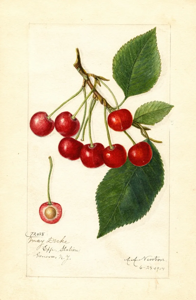 Prunus Avium May Duke Wall Art by Amanda Almira Newton - High-Resolution Digital Print