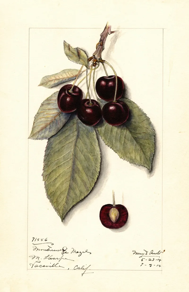 Prunus Avium Montmorency De Mezel Wall Art by Mary Daisy Arnold - High-Resolution Digital Print