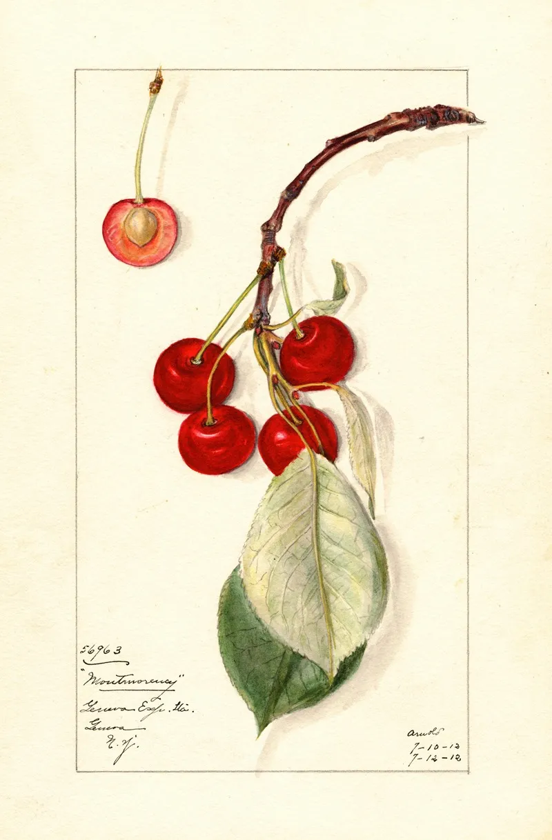 Prunus Avium Montmorency Wall Art by Mary Daisy Arnold - High-Resolution Digital Print