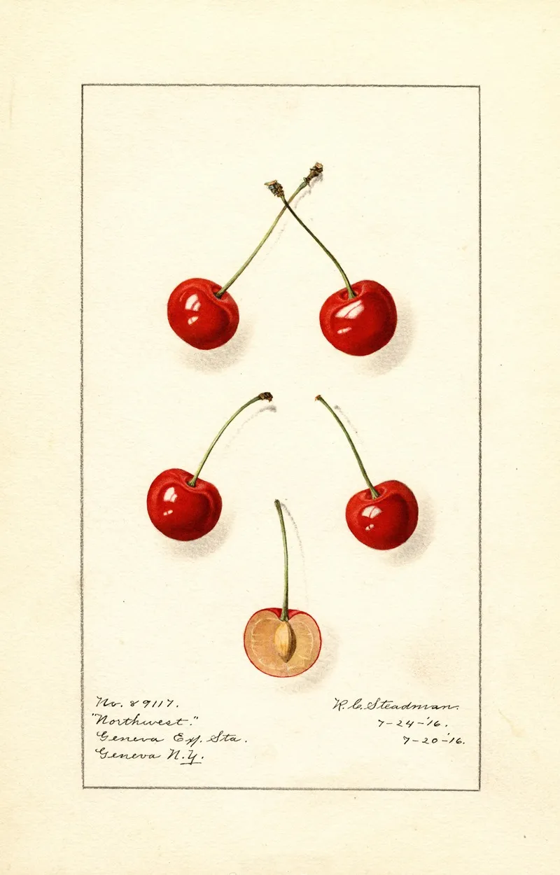 Prunus Avium Northwest Wall Art by Royal Charles Steadman - High-Resolution Digital Print