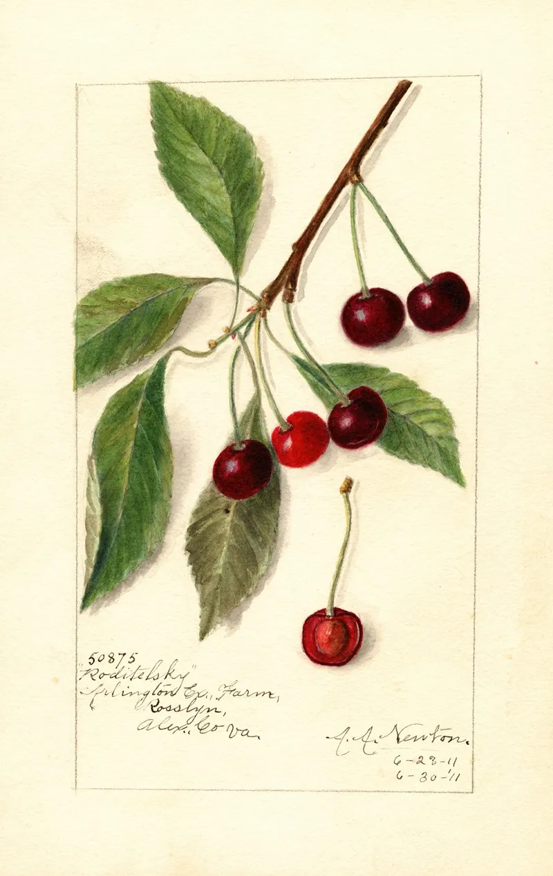 Prunus Avium Roditelsky Wall Art by Amanda Almira Newton - High-Resolution Digital Print