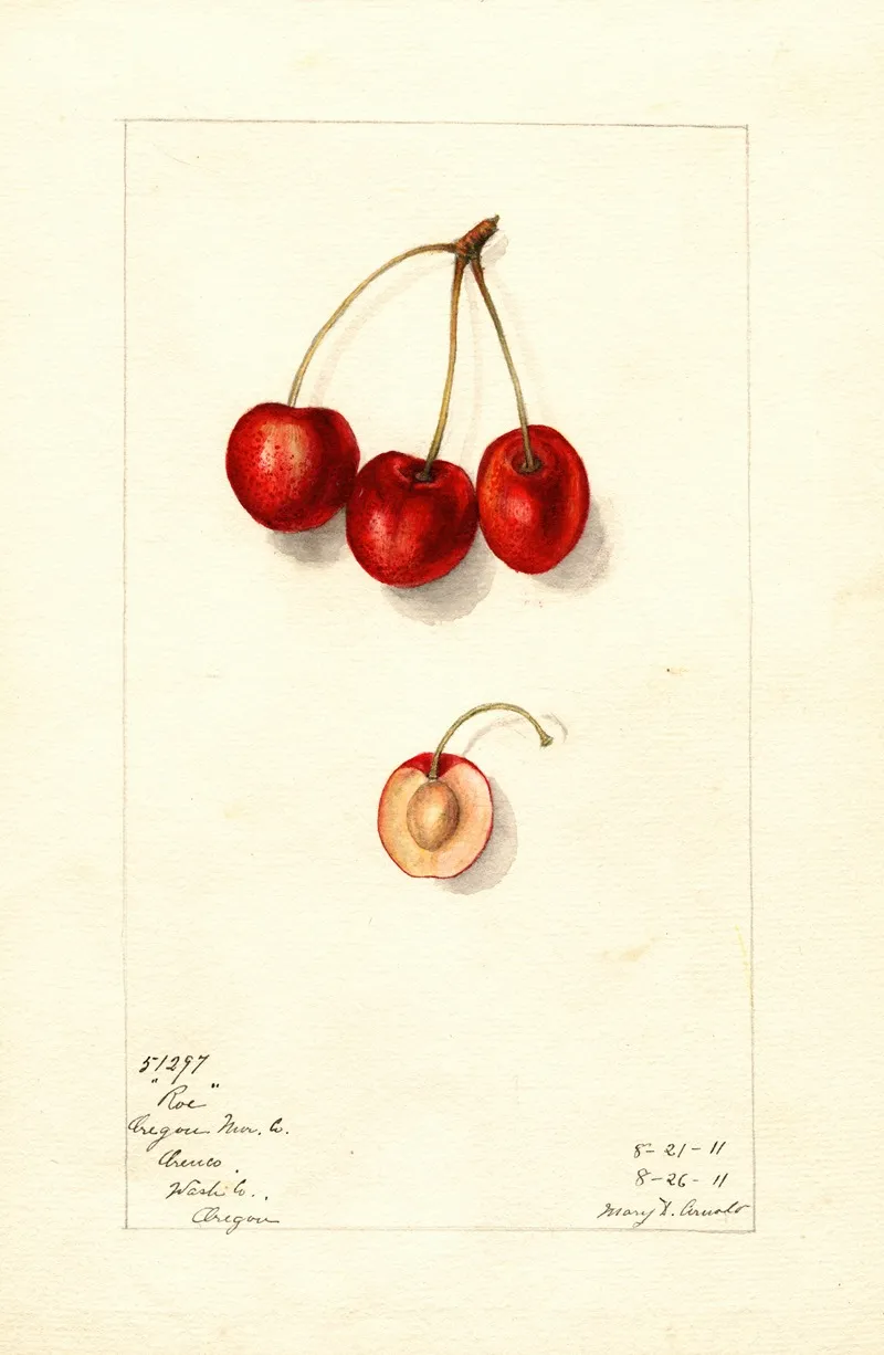 Prunus Avium Roe Wall Art by Mary Daisy Arnold - High-Resolution Digital Print