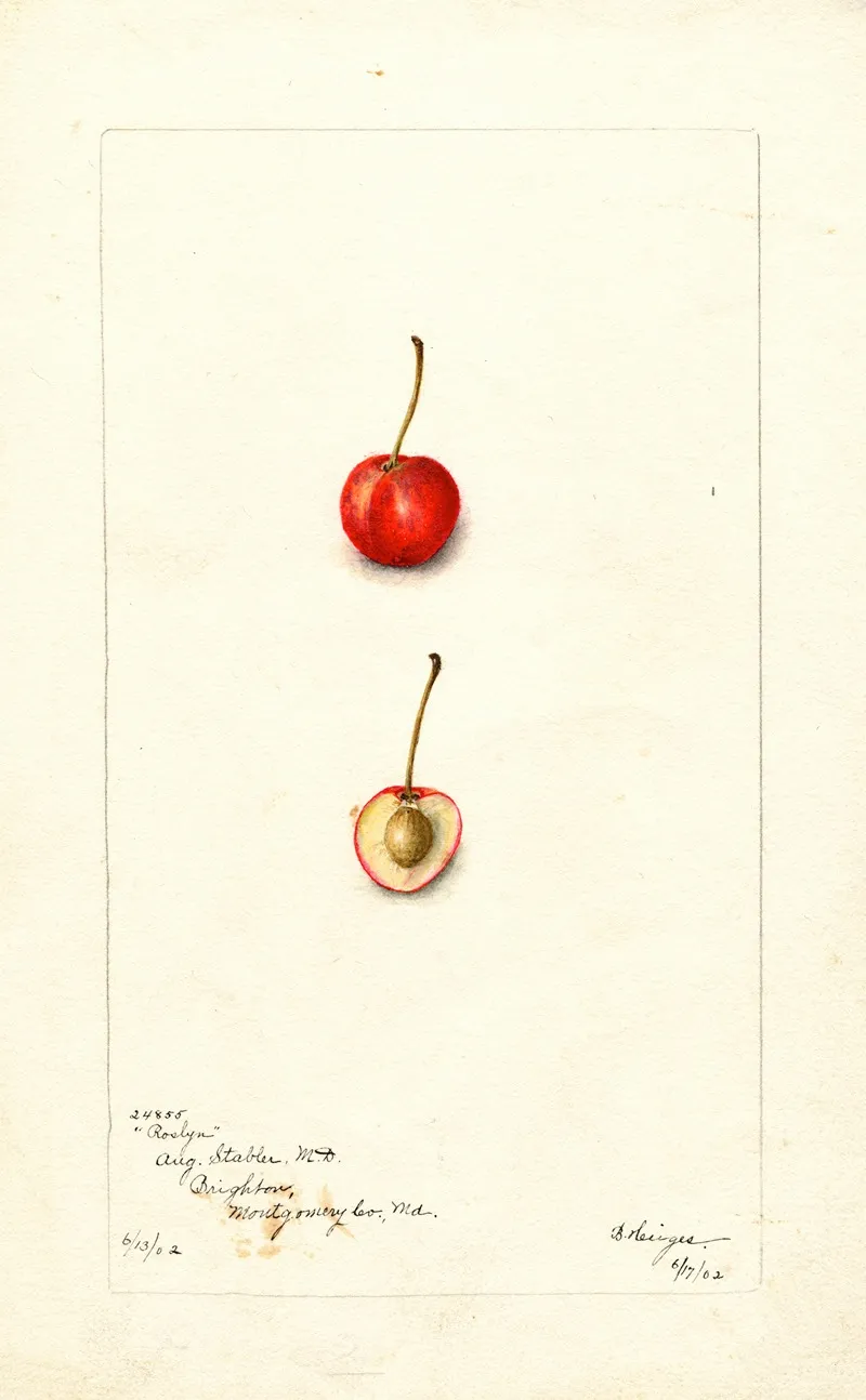 Prunus Avium Roslyn Wall Art by Bertha Heiges - High-Resolution Digital Print