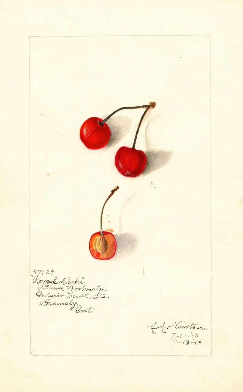 Prunus Avium Royal Duke Wall Art by Amanda Almira Newton - High-Resolution Digital Print