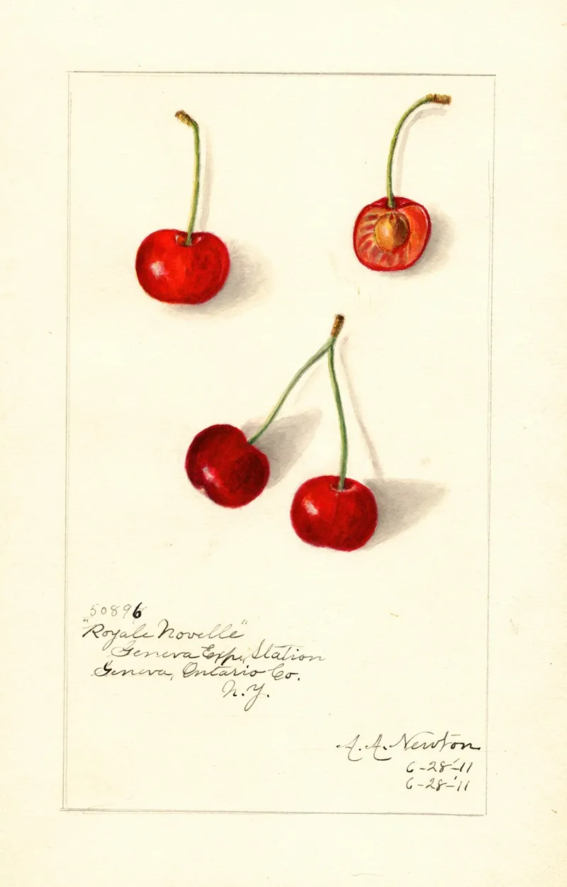 Prunus Avium Royal Novelle 2 Wall Art by Amanda Almira Newton - High-Resolution Digital Print