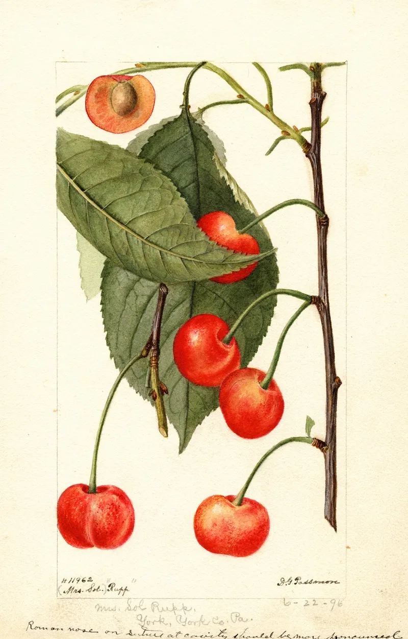 Prunus Avium Rupp Wall Art by Deborah Griscom Passmore - High-Resolution Digital Print