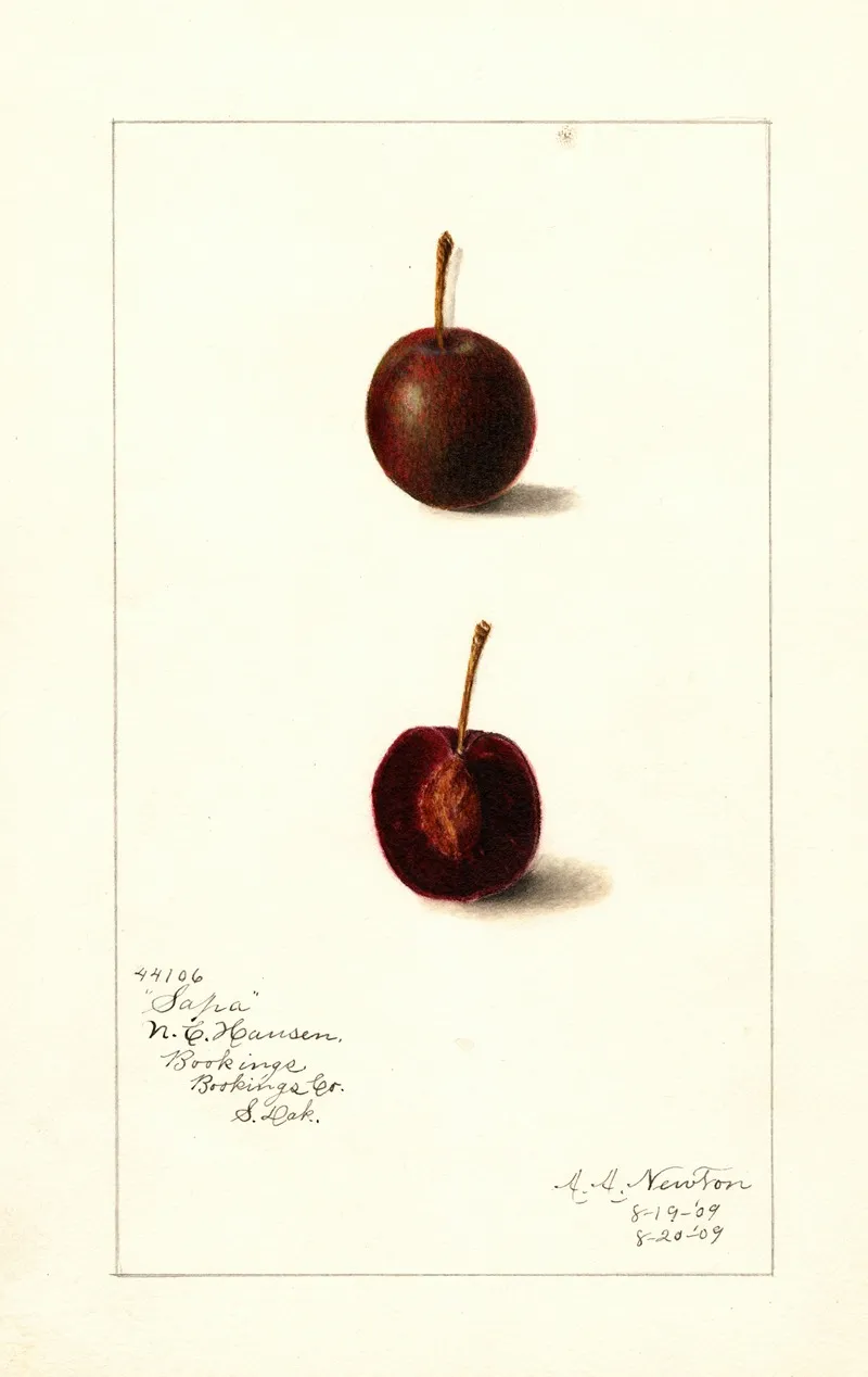 Prunus Avium Safra Wall Art by Amanda Almira Newton - High-Resolution Digital Print