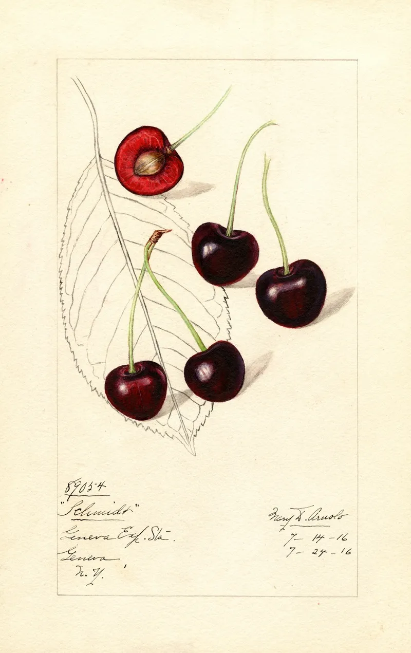 Prunus Avium Schmidt Wall Art by Mary Daisy Arnold - High-Resolution Digital Print