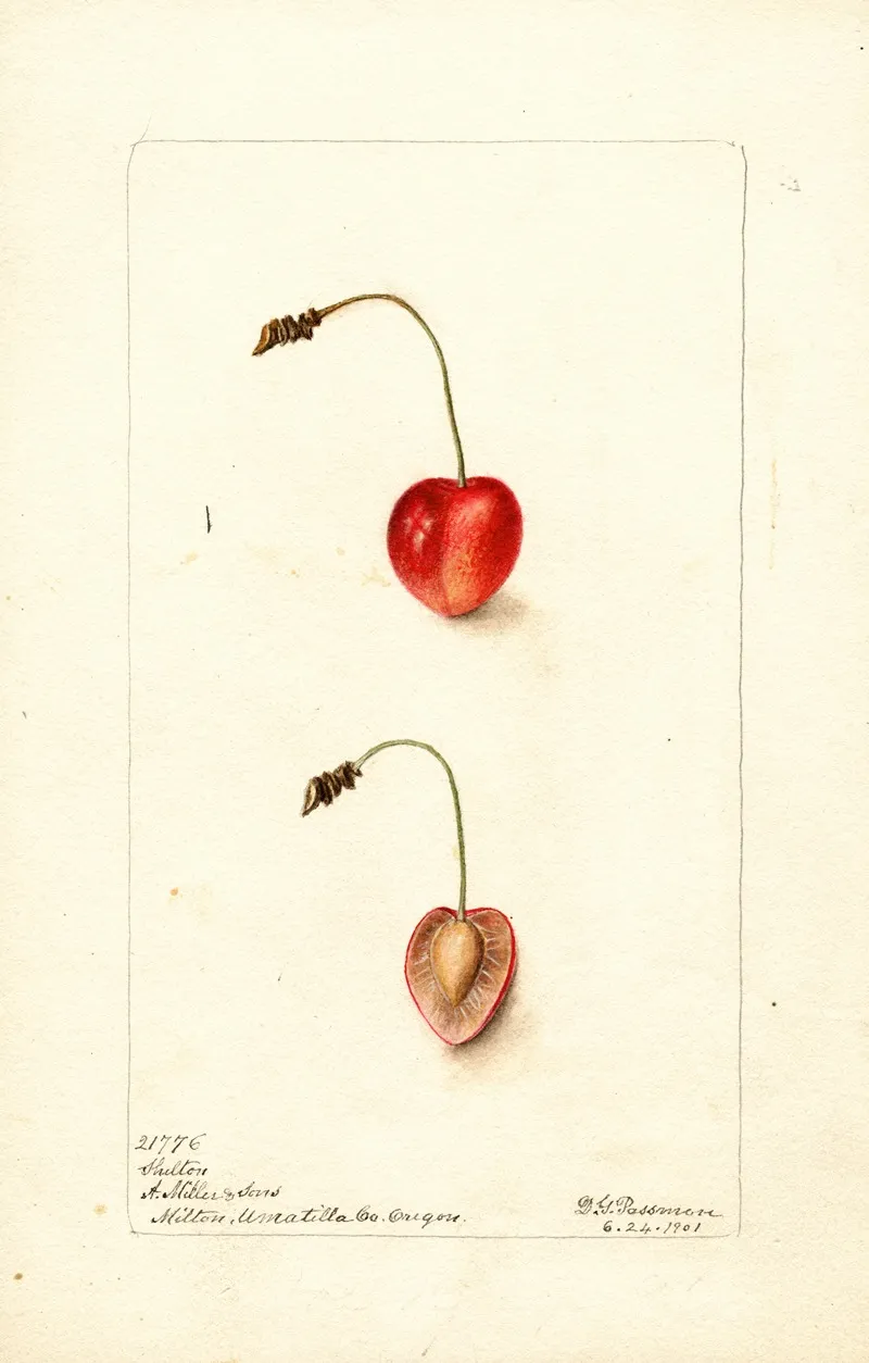 Prunus Avium Shelton Wall Art by Deborah Griscom Passmore - High-Resolution Digital Print