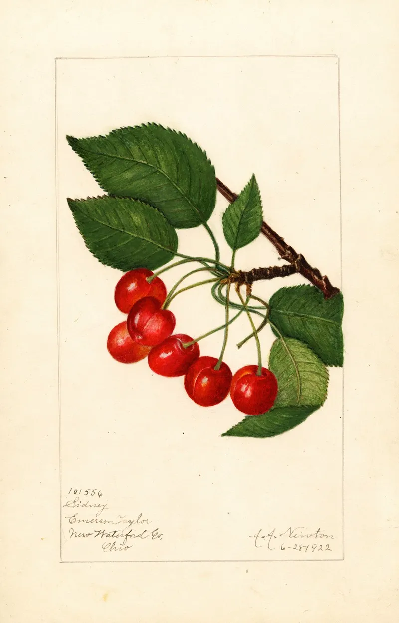 Prunus Avium Sidney Wall Art by Amanda Almira Newton - High-Resolution Digital Print