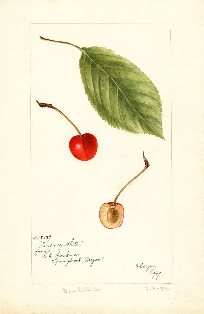 Prunus Avium Socsany White Wall Art by Bertha Heiges - High-Resolution Digital Print