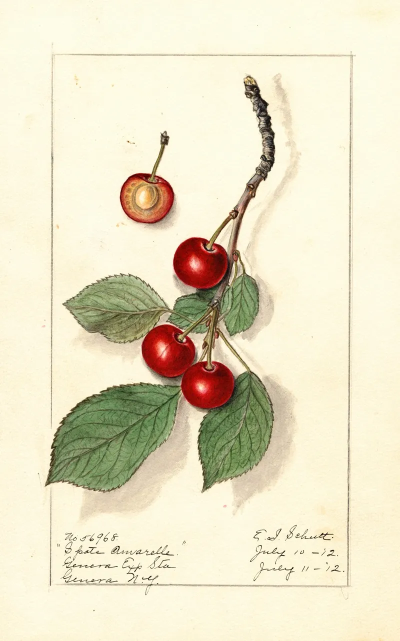 Prunus Avium Spate Amarelle Wall Art by Ellen Isham Schutt - High-Resolution Digital Print
