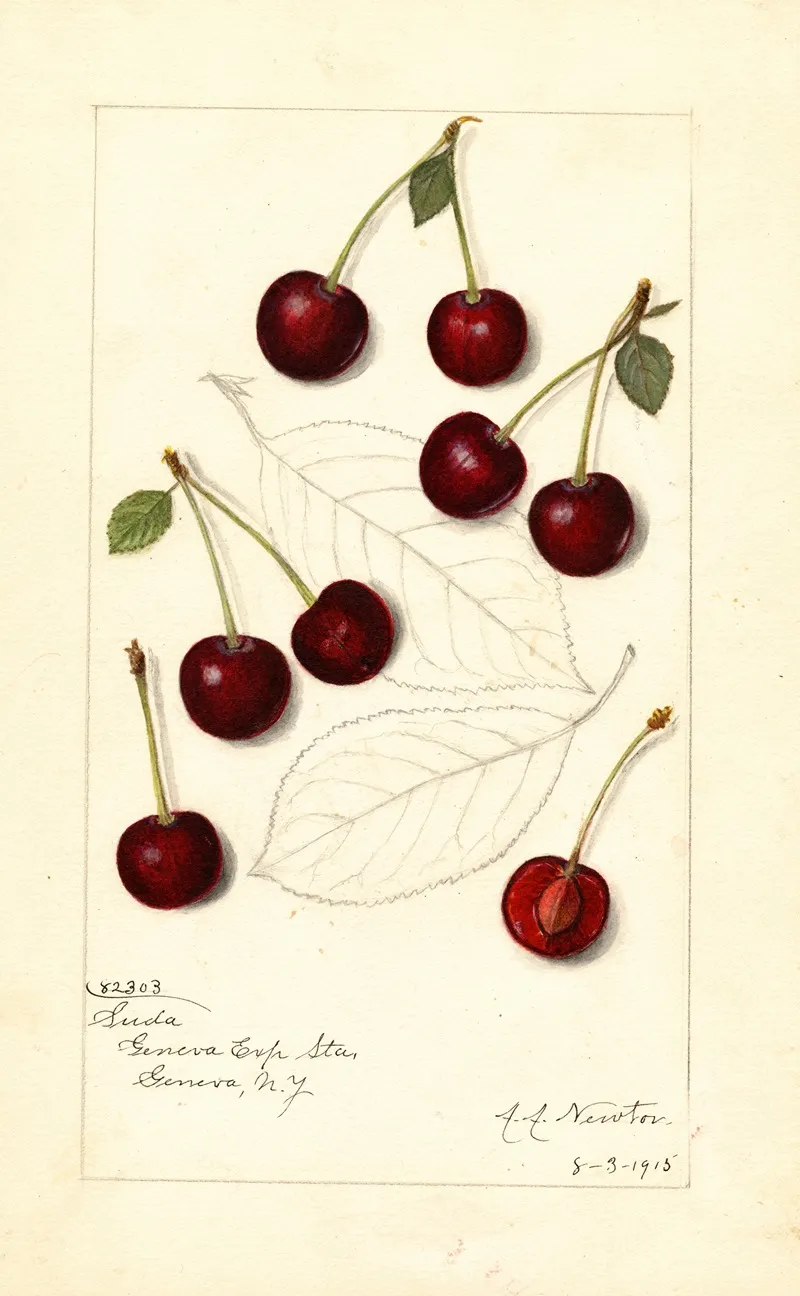 Prunus Avium Suda Wall Art by Amanda Almira Newton - High-Resolution Digital Print