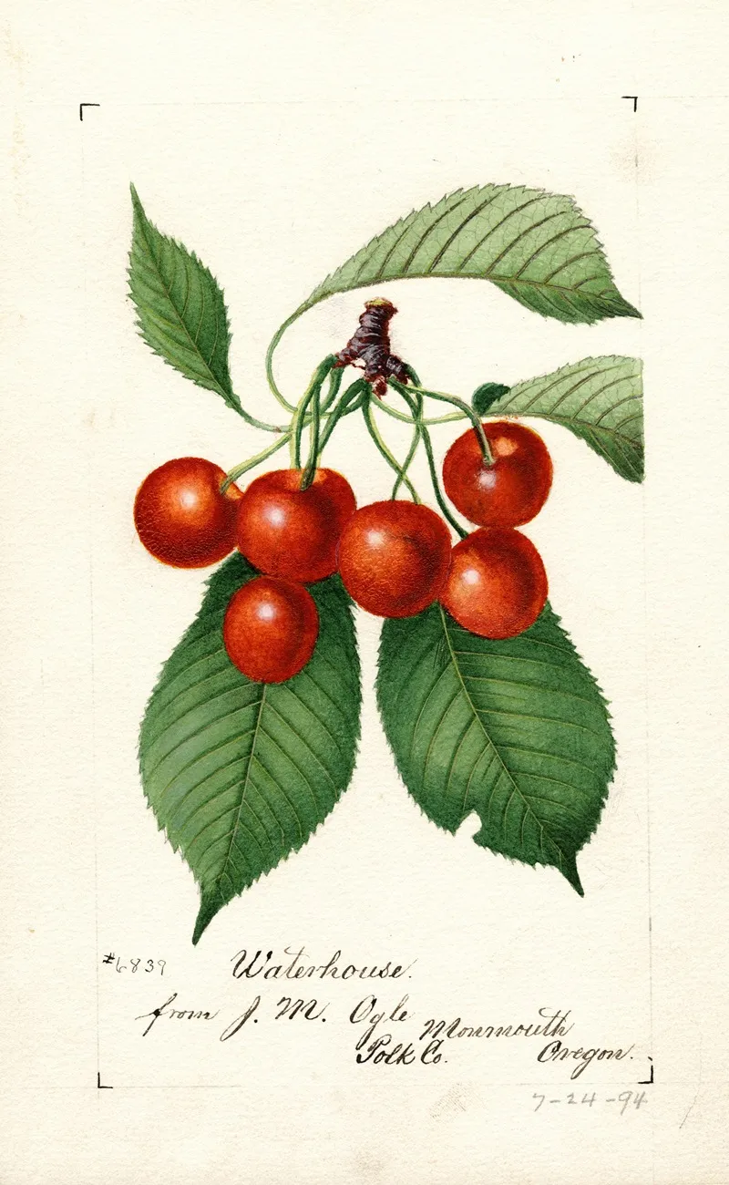 Prunus Avium Waterhouse