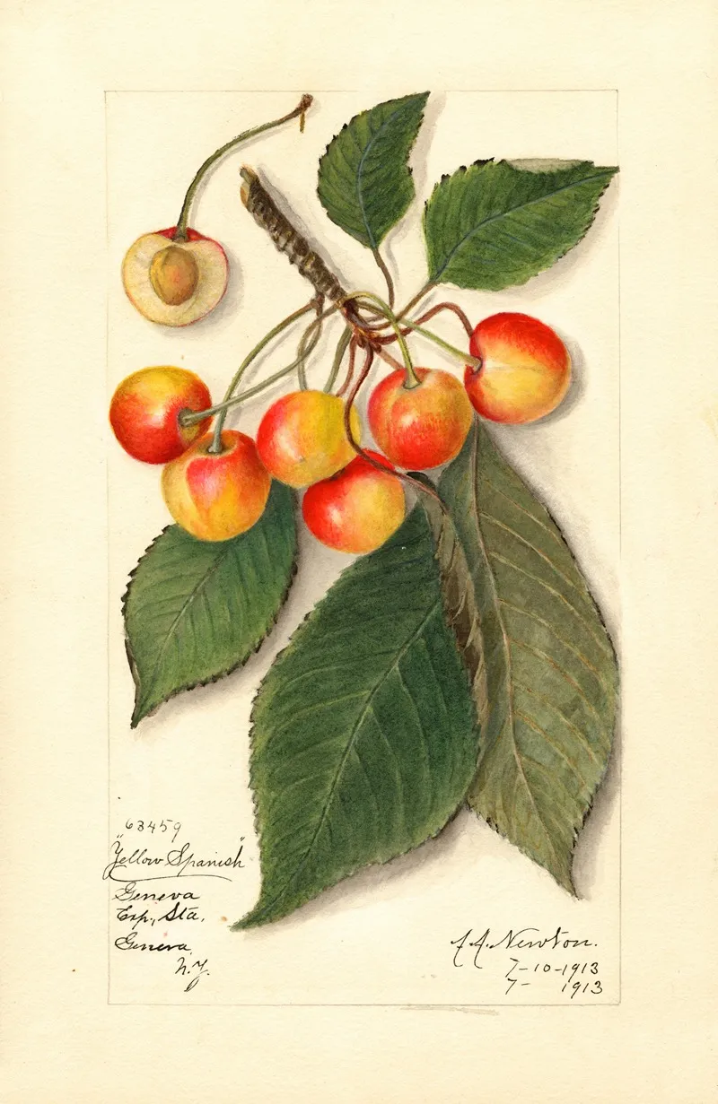 Prunus Avium Yellow Spanish 2 Wall Art by Amanda Almira Newton - High-Resolution Digital Print