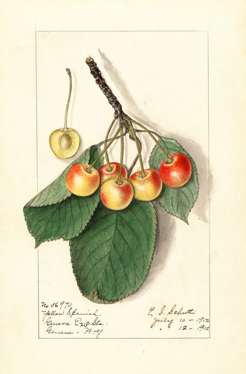 Prunus Avium Yellow Spanish Wall Art by Ellen Isham Schutt - High-Resolution Digital Print