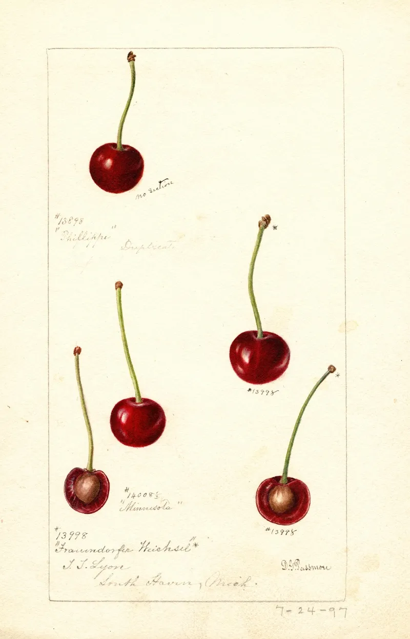 Prunus Avium Wall Art by Deborah Griscom Passmore - High-Resolution Digital Print