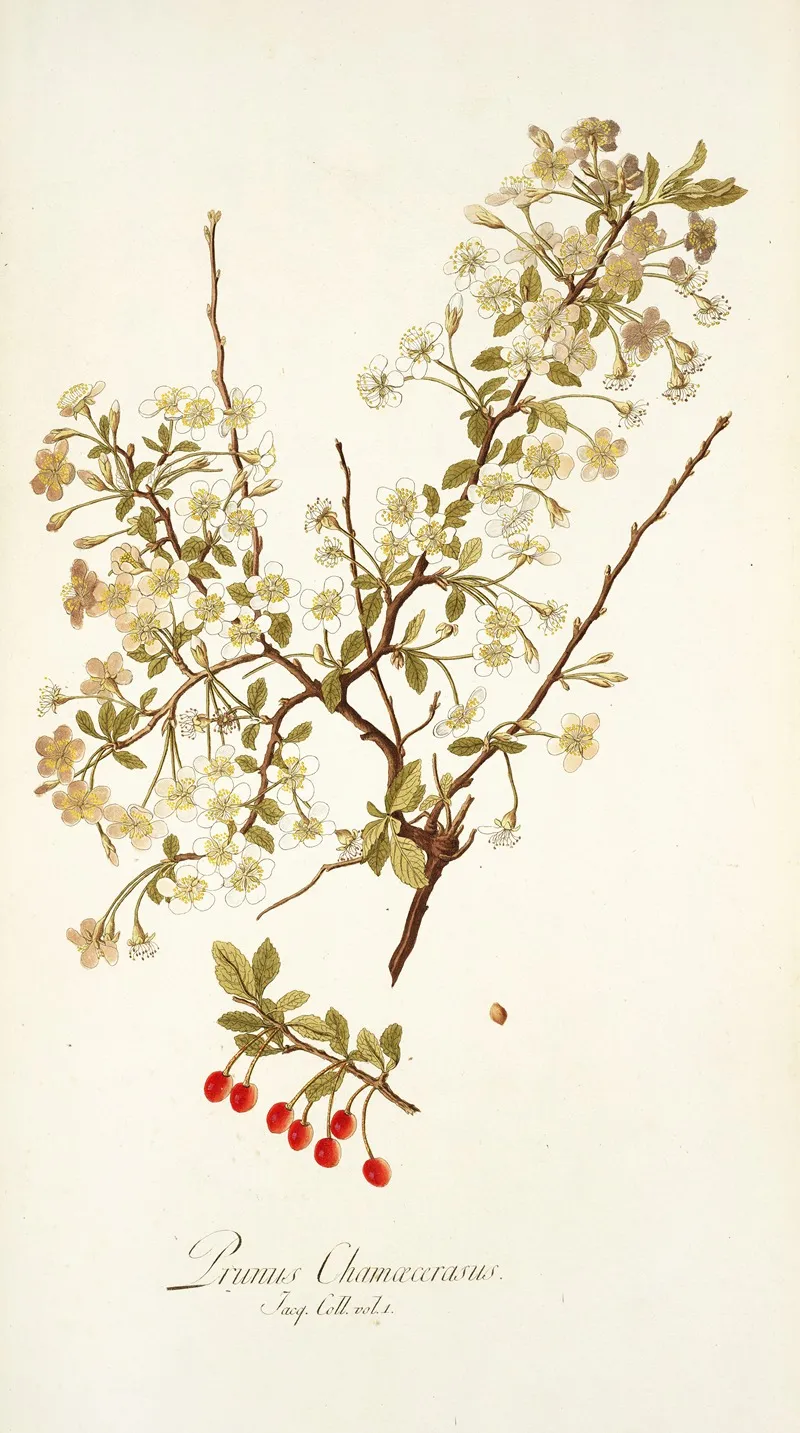 Prunus Chamaecerasu Wall Art by Nikolaus Joseph Freiherr von Jacquin - High-Resolution Digital Print