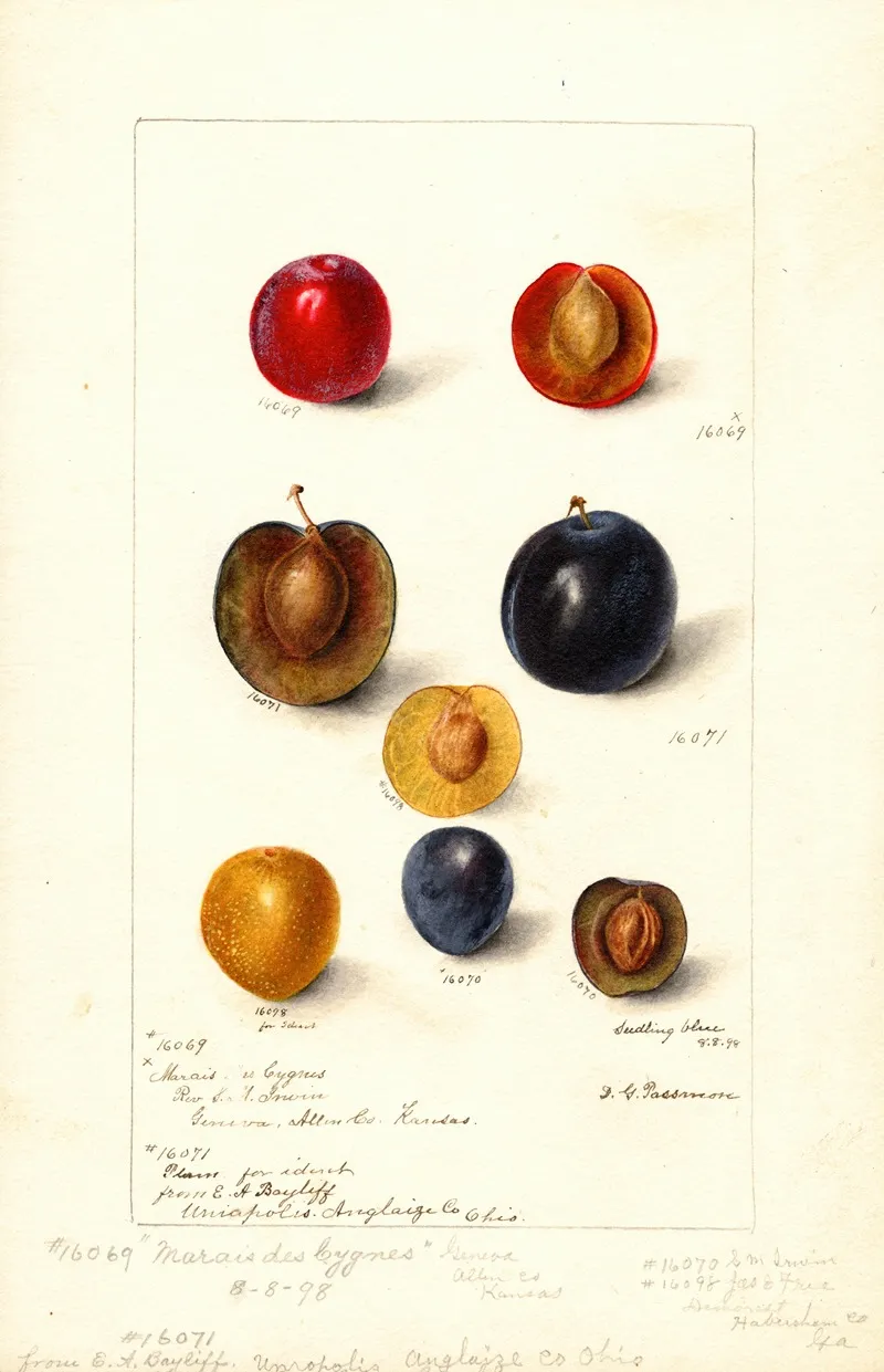 Prunus Domestica 2 Wall Art by Deborah Griscom Passmore - High-Resolution Digital Print