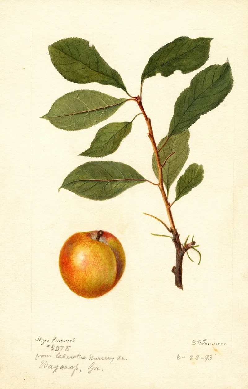 Prunus Domestica 3 Wall Art by Deborah Griscom Passmore - High-Resolution Digital Print