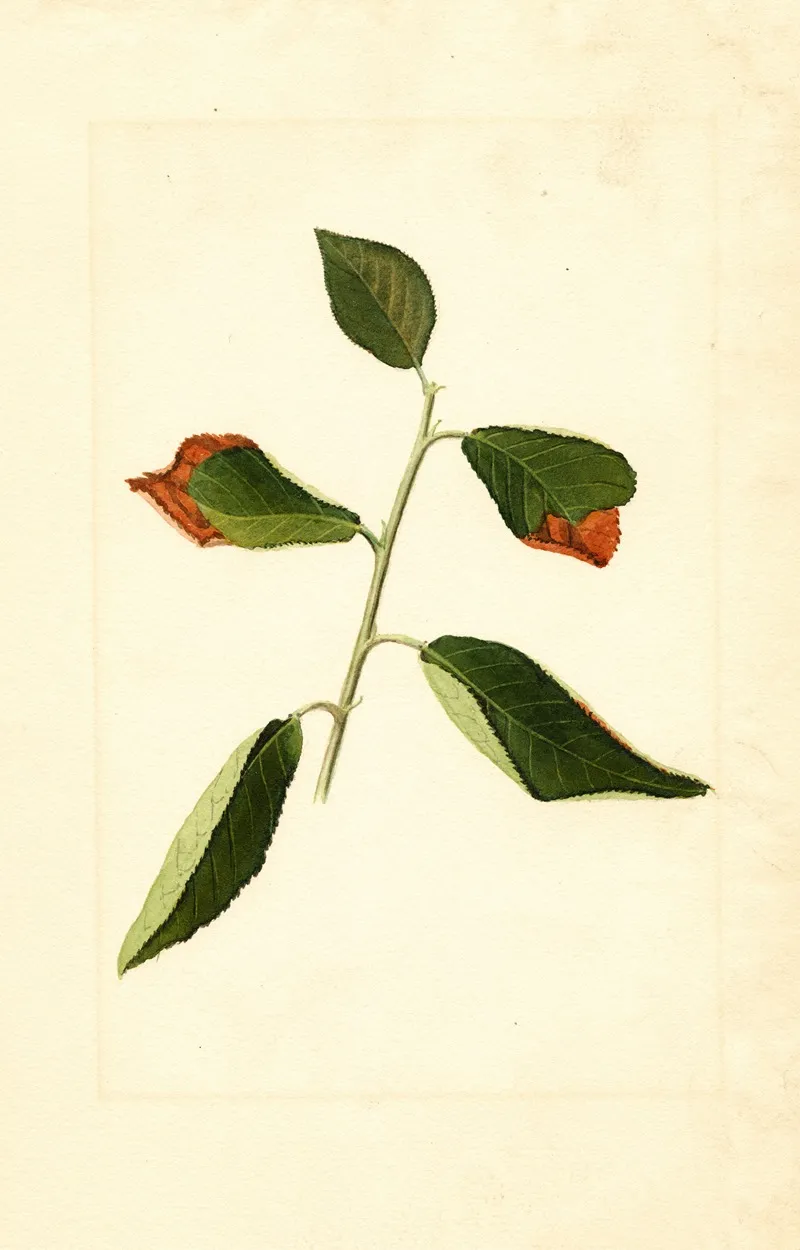 Prunus Domestica 5 Wall Art by James Marion Shull - High-Resolution Digital Print