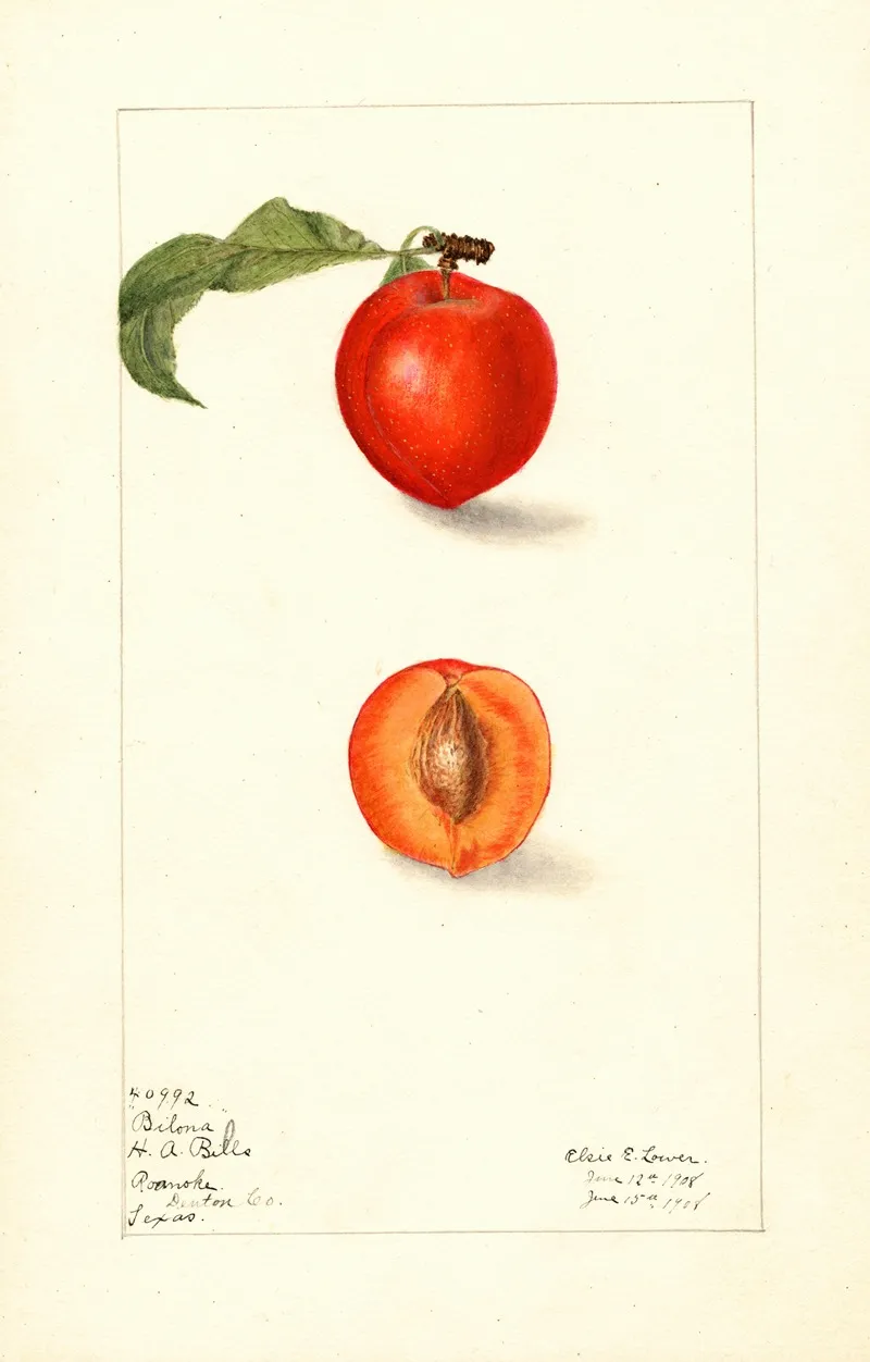 Prunus Domestica Bilona Wall Art by Elsie E. Lower - High-Resolution Digital Print