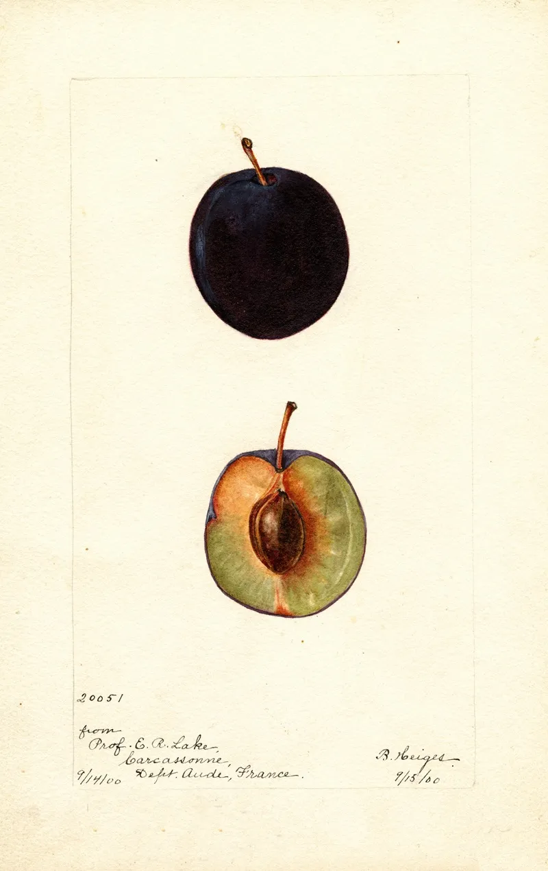 Prunus Domestica Coeur De Boeuf Wall Art by Bertha Heiges - High-Resolution Digital Print