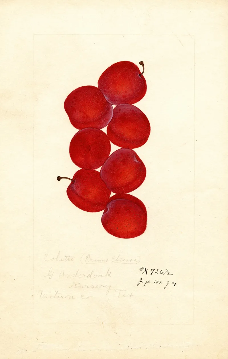 Prunus Domestica Coletto