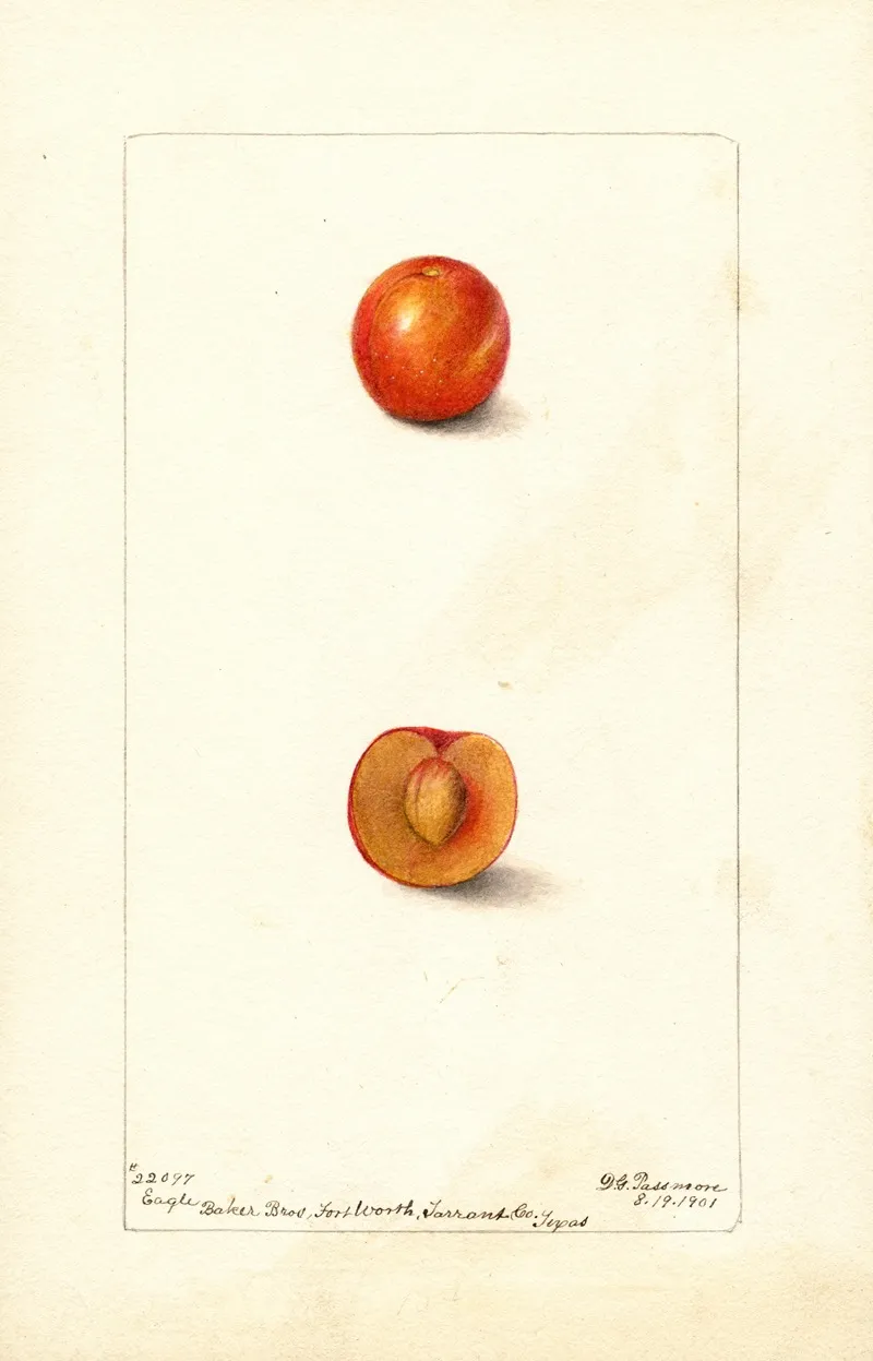 Prunus Domestica Eagle Wall Art by Deborah Griscom Passmore - High-Resolution Digital Print