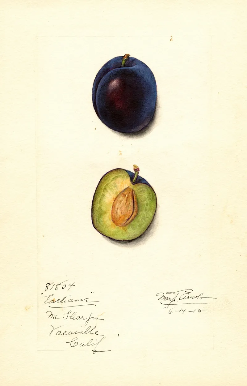 Prunus Domestica Earliana Wall Art by Mary Daisy Arnold - High-Resolution Digital Print